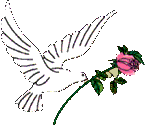 dove/rose